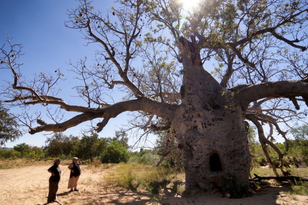 Australische baobab (Adansonia gregorii)