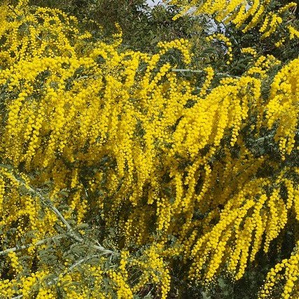 Mudgee acacia (Acacia spectabilis)