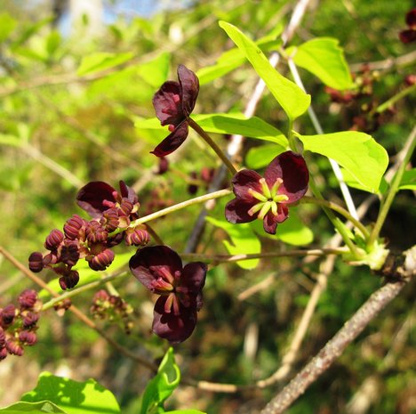 Driebladige chocoladerank (Akebia trifoliata)