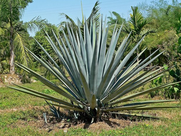 Tequila-agave (Agave tequilana)