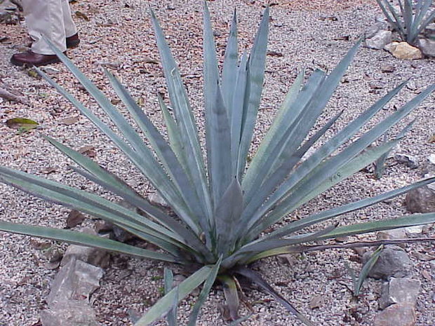 Tequila-agave (Agave tequilana)