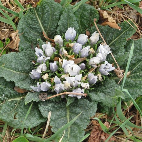 Alruin (Mandragora officinarum)