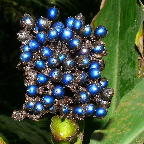 Marmerbes (Pollia condensata)