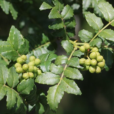 Japanse peperboom (Zanthoxylum piperitum)