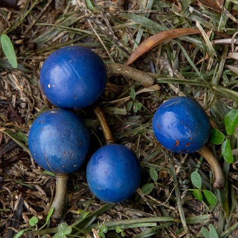 Blauwe quandong (Elaeocarpus angustifolius)
