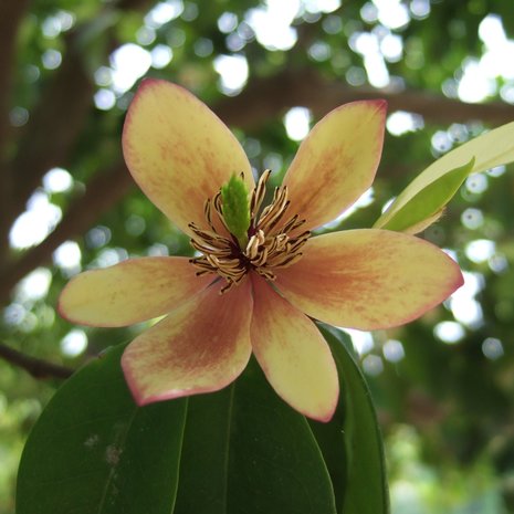 Bananenstruik (Magnolia figo)