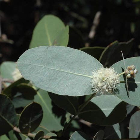 Omea eucalyptus (Eucalyptus neglecta)