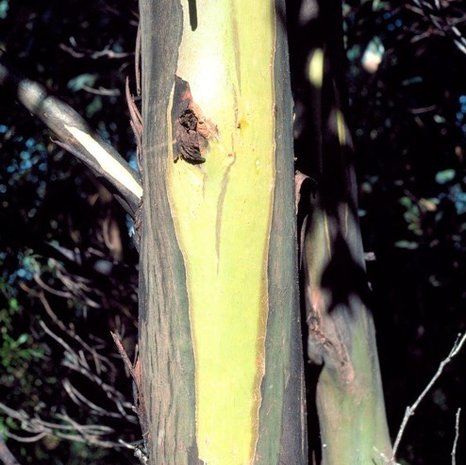 Gele Tasmaanse eucalyptus (Eucalyptus johnstonii)