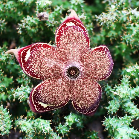 Perzisch-tapijt-bloem (Edithcolea grandis)
