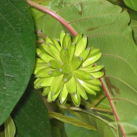Boom van het leven (Camptotheca acuminata)