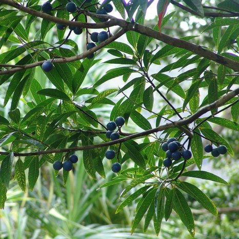 Rudraksha (Elaeocarpus ganitrus)