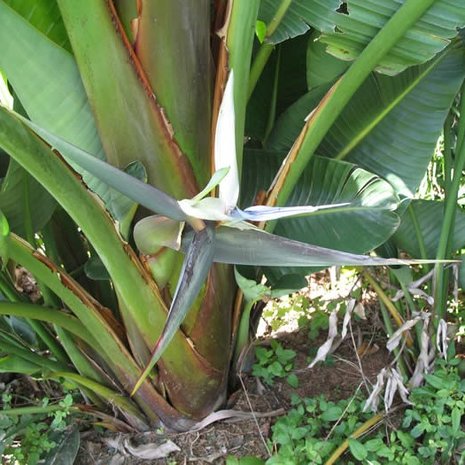 Bergparadijsvogelbloem (Strelitzia caudata)