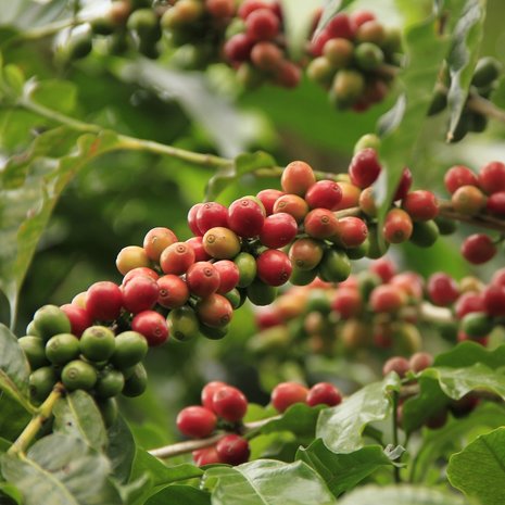 Arabica koffie (Coffea arabica)