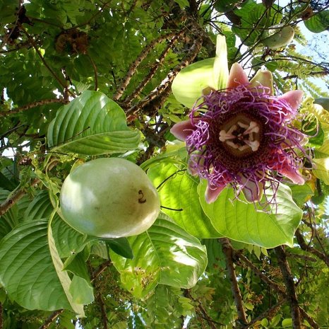 Reuzenpassiebloem (Passiflora quadrangularis)
