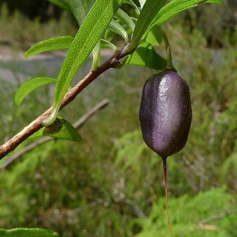 Paarse appelbes (Billardiera longiflora)