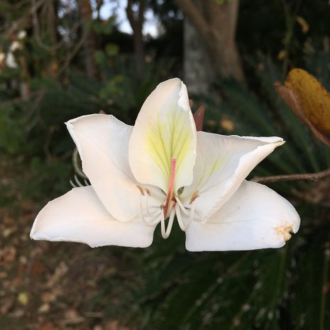 Witte orchideeboom (Bauhinia variegata 'candida')