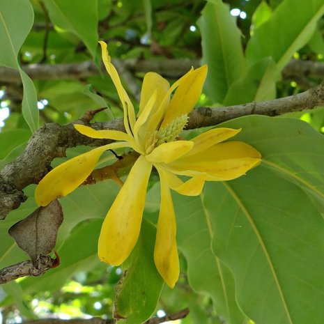 Gouden champaca (Magnolia champaca)