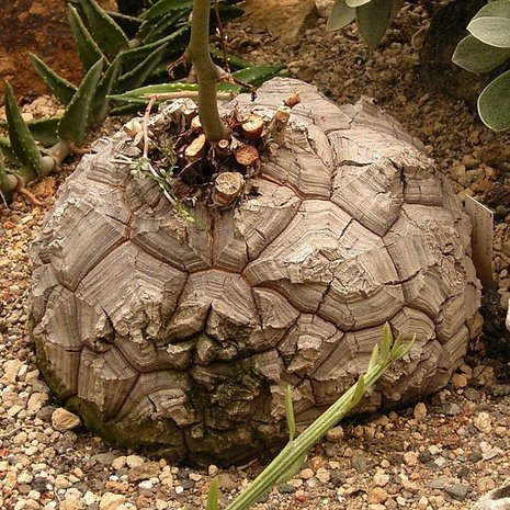 Schildpaddenschildplant (Dioscorea elephantipes)