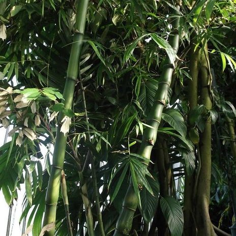 Boeddha's buik bamboe (Bambusa ventricosa)