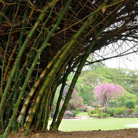 Indische doornbamboe (Bambusa bambos)
