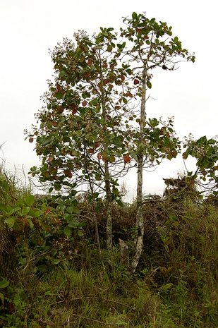 Rode kinaboom (Cinchona pubescens)
