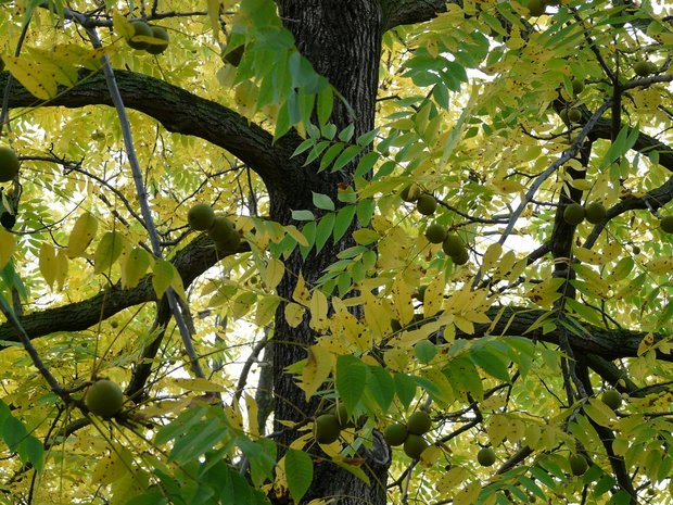 Zwarte walnoot (Juglans nigra)