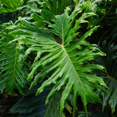 Boom-Philodendron (Thaumatophyllum bipinnatifidum)