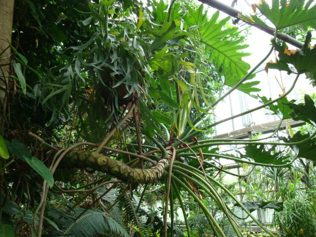 Boom-Philodendron (Thaumatophyllum bipinnatifidum)