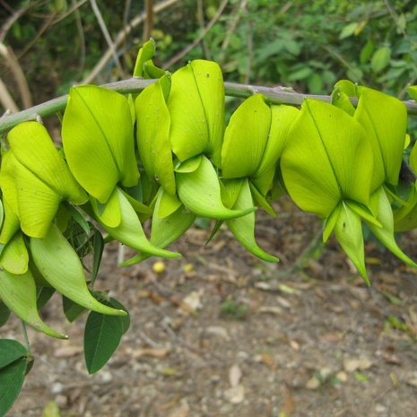 Kanariestruik (Crotalaria agatiflora)