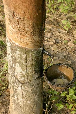 Rubriek Bezit Savant Rubberboom (Hevea brasiliensis) - 2 zaden - Onszaden