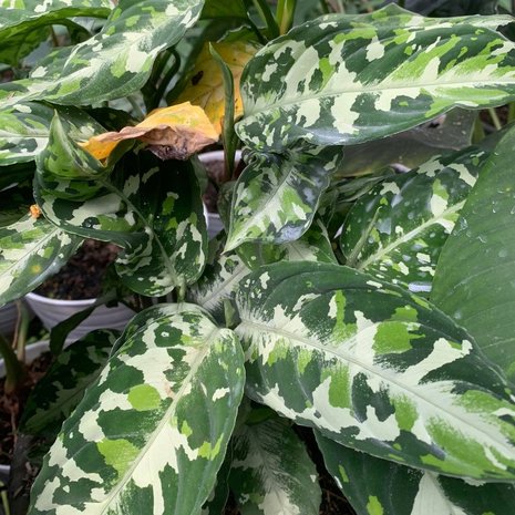 Camouflageplant (Aglaonema pictum)