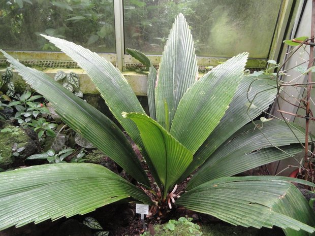 Joey-palm (Johannesteijsmannia altifrons)