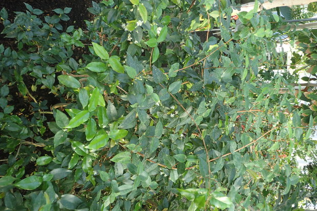 Surinaamse kers (Eugenia uniflora)