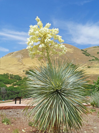 Palmlelie (Yucca rostrata)