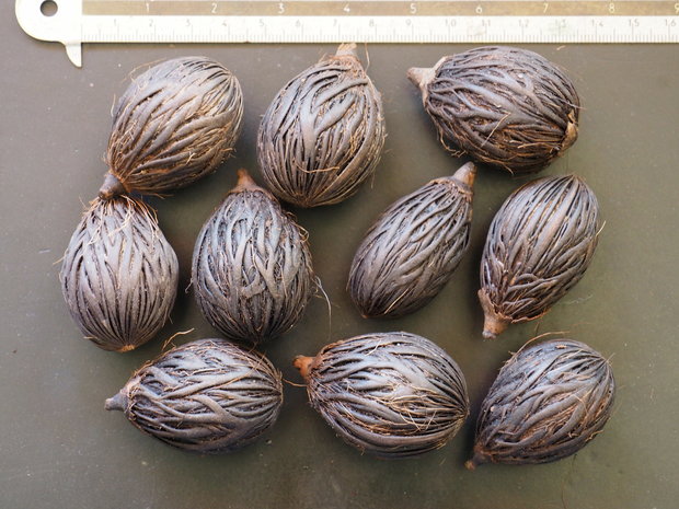 Vossenstaartpalm (Wodyetia bifurcata)