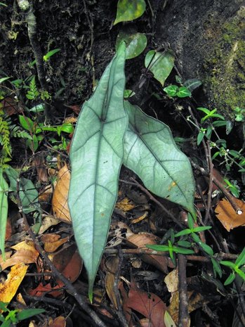 Alocasia (Alocasia heterophylla)