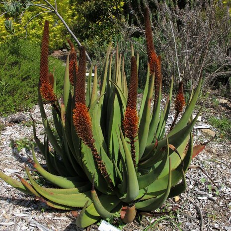 Kattenstaart-aloe (Aloe castanea)