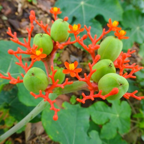 Flessenplant (Jatropha podagrica)