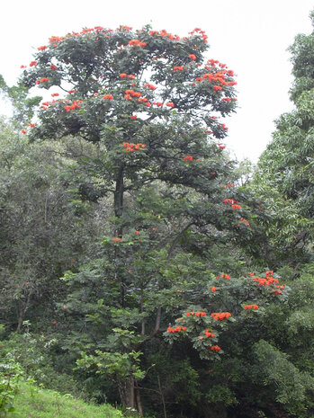 Afrikaanse tulpenboom (Spathodea campanulata)