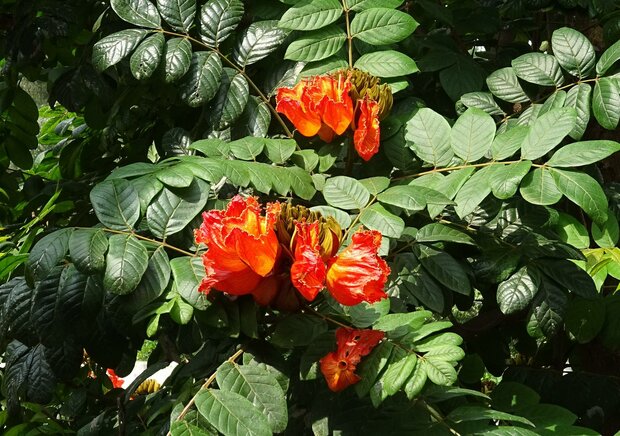 Afrikaanse tulpenboom (Spathodea campanulata)