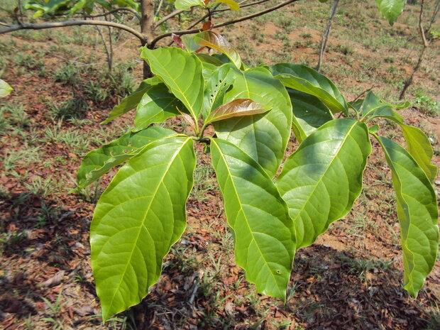 Baheda (Terminalia bellirica)