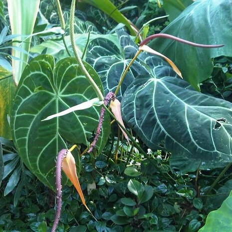 Anthurium (Anthurium clarinervium)