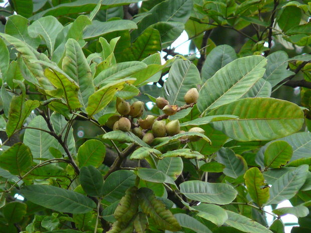 Kusumboom (Schleichera oleosa)
