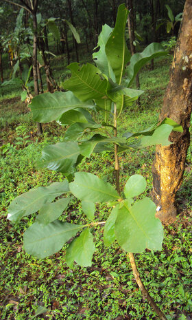 Kumbhiboom (Careya arborea)