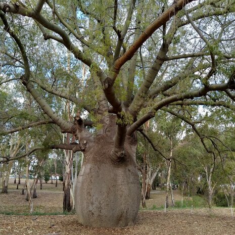 Flessenboom (Brachychiton rupestris)
