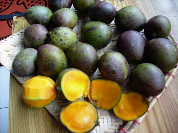 Kasturi mango (Mangifera casturi)