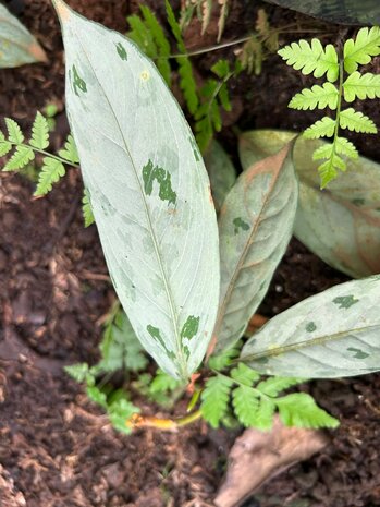 Camouflageplant (Aglaonema nebulosum)