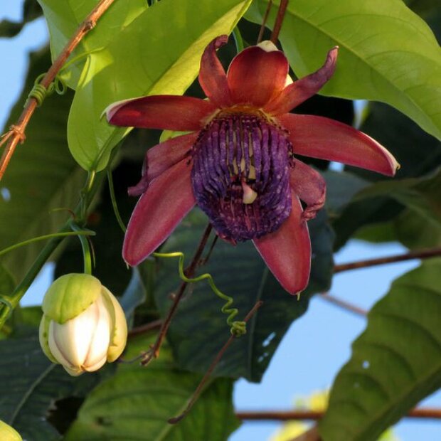 Injo passiebloem (Passiflora ambigua)