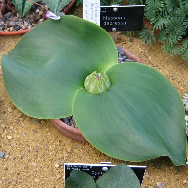 Egellelie (Massonia depressa)