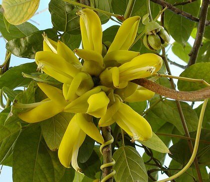 Paardenoogboon (Mucuna sloanei)